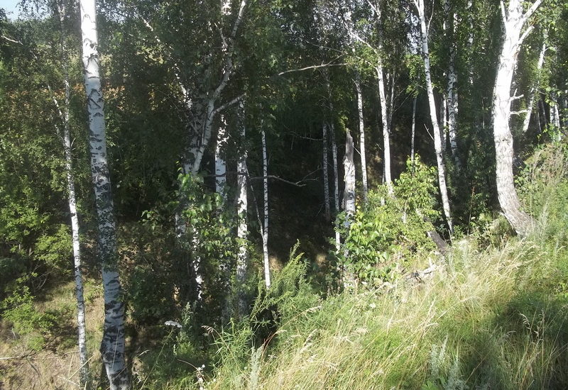 Фото города Кургана лето Фото города Кургана лето